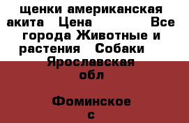 щенки американская акита › Цена ­ 30 000 - Все города Животные и растения » Собаки   . Ярославская обл.,Фоминское с.